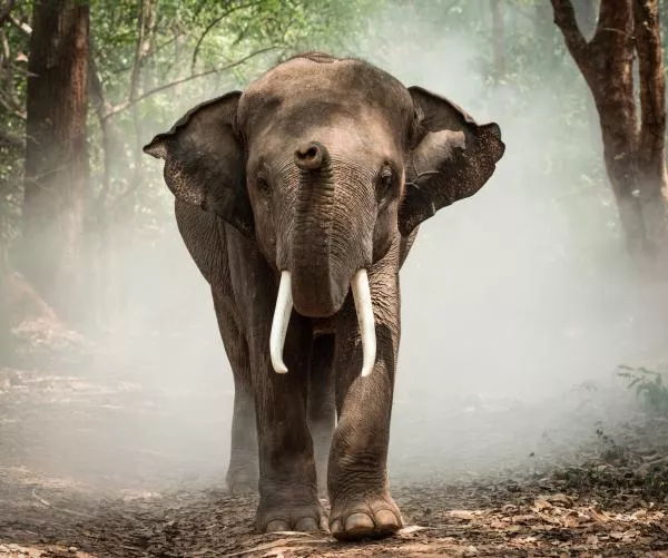 dzień uznania słonia 2019