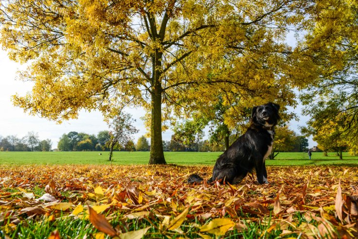 happy fall images quotes happy fall images quotes