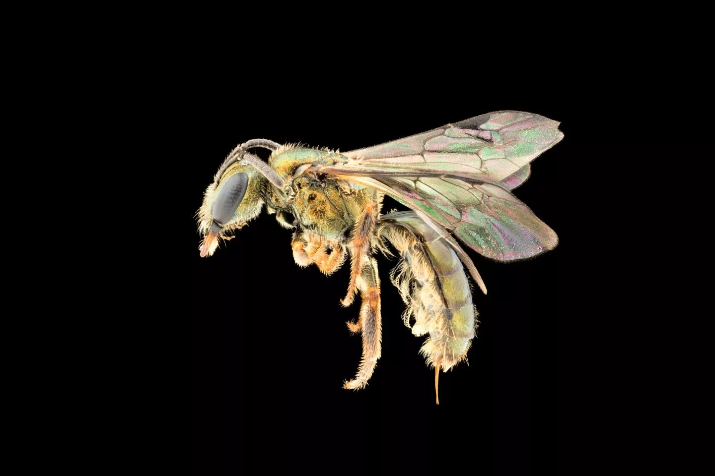 Homalictus Terminalis: New Bee Species Discovered Is Already at Risk of  Extinction From Climate Change