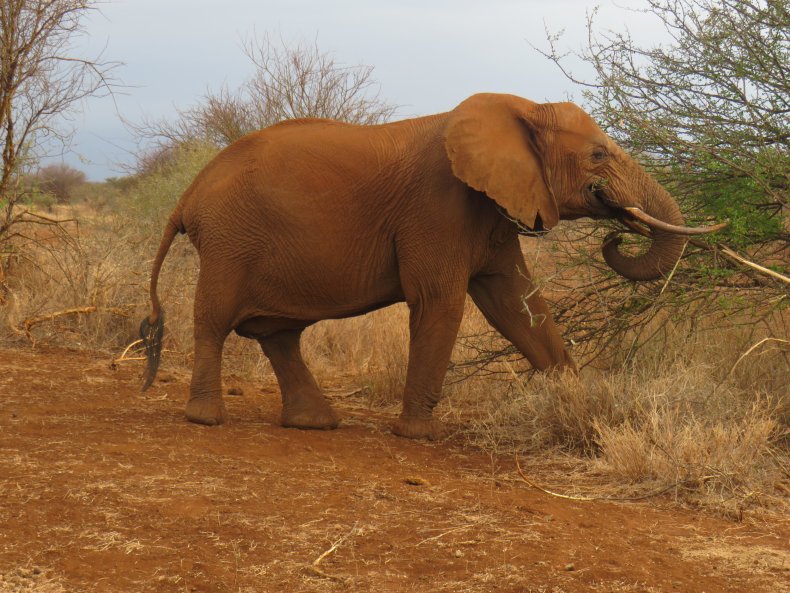 elephant kenya safari