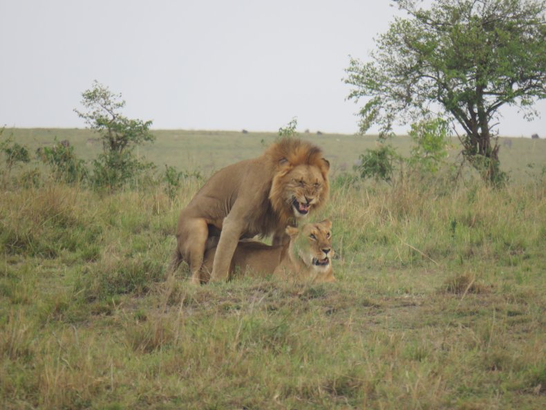 lions safari kenya