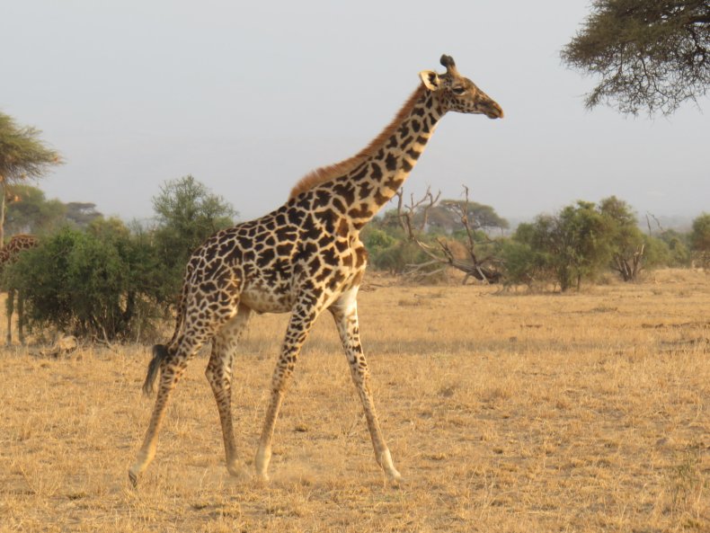 kenya safari giraffe