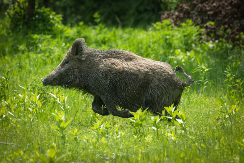 boar hunting