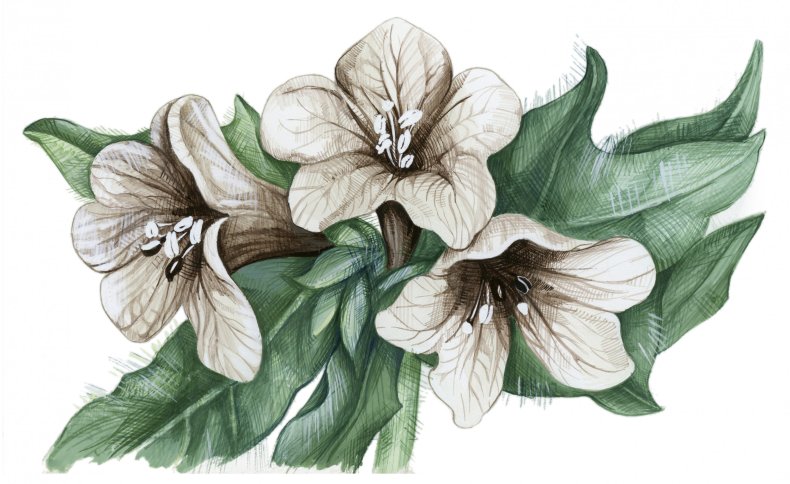 illustration-henbane