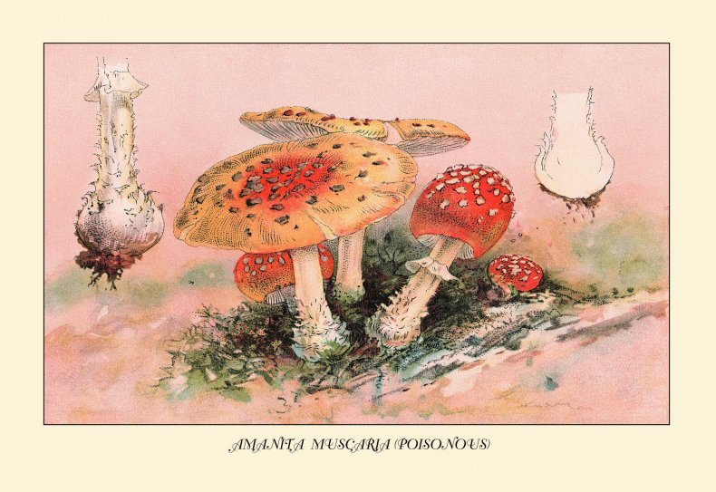 amanita-muscaria-illustration