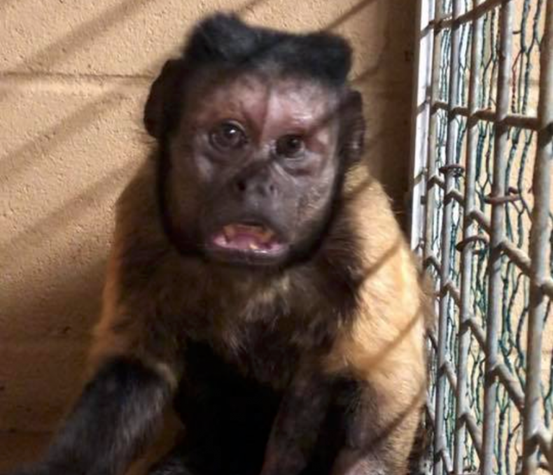 Vern Monkey