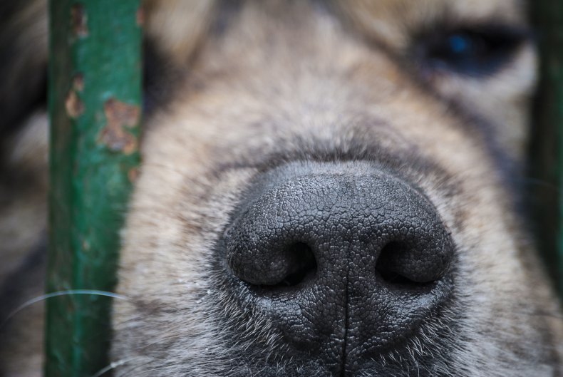 Hundreds of Dogs Found Dead in Missouri, Animal Rescue Organization Operator Charged