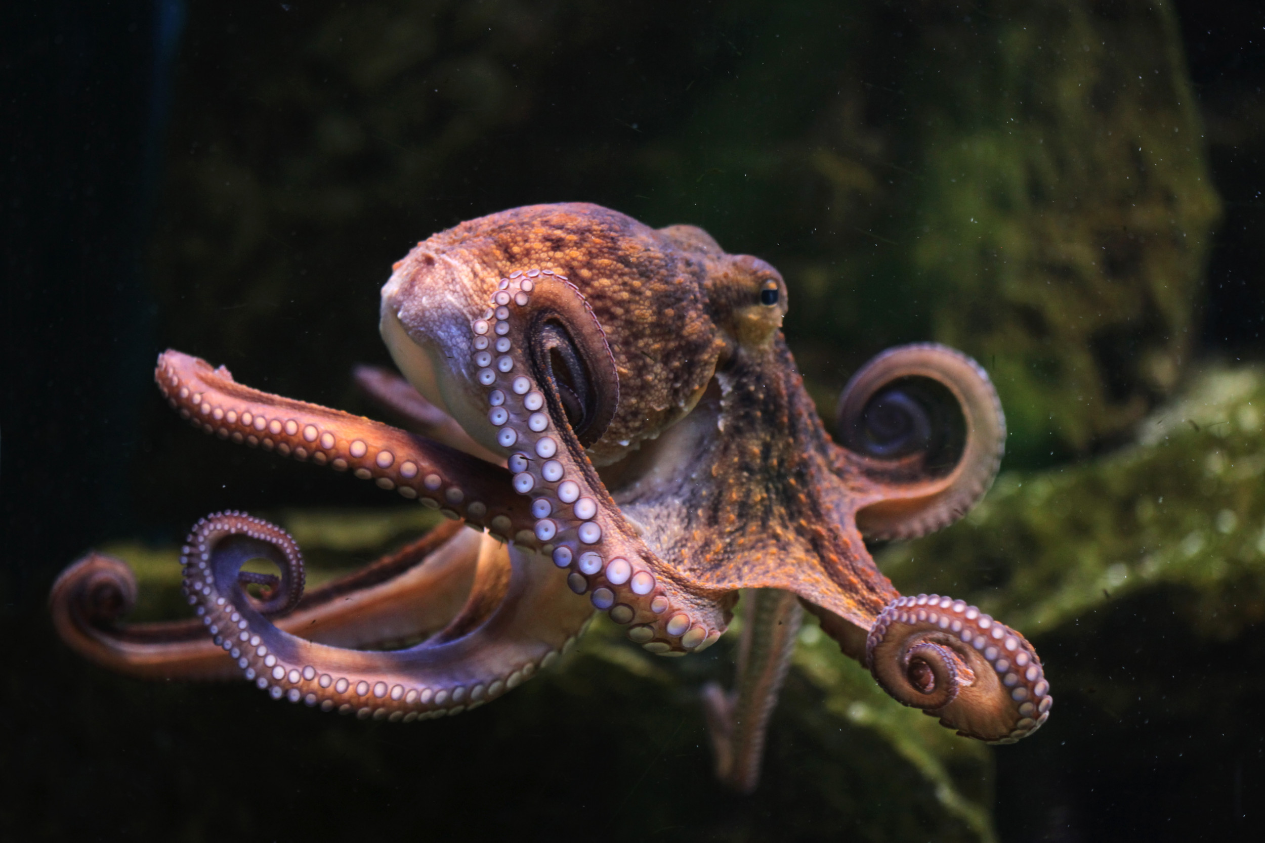 Octopus That Changes Color While Sleeping Might Be Dreaming, Scientist