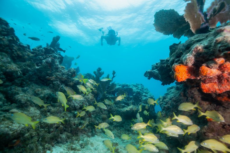 coral reef, disease, oceans, key west