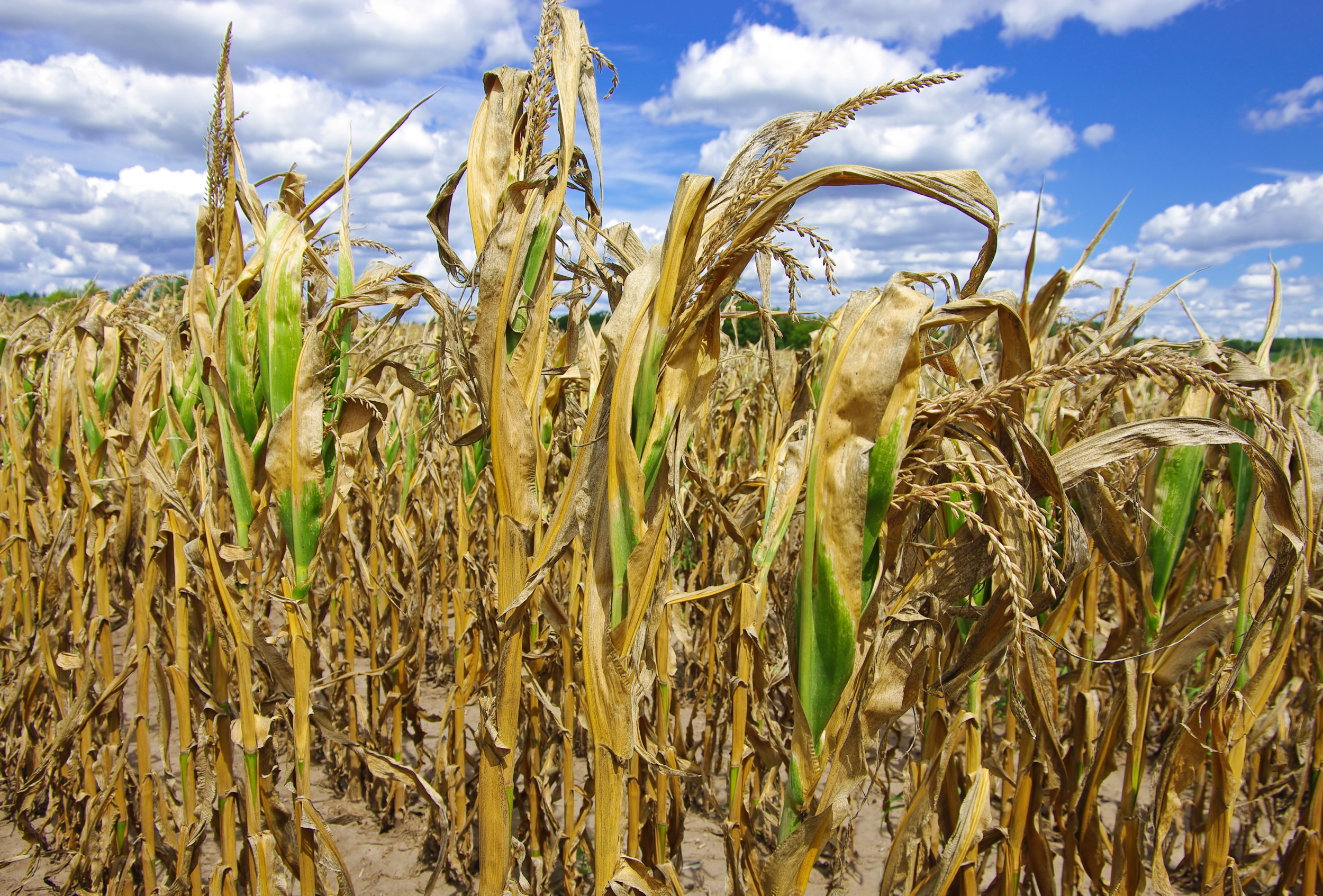 effects of drought on agriculture