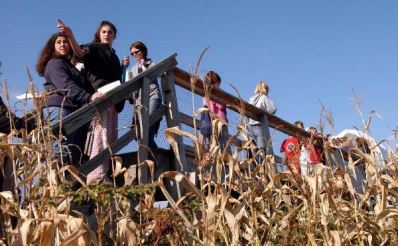 Corn Maze in Sterling, Massachusetts.