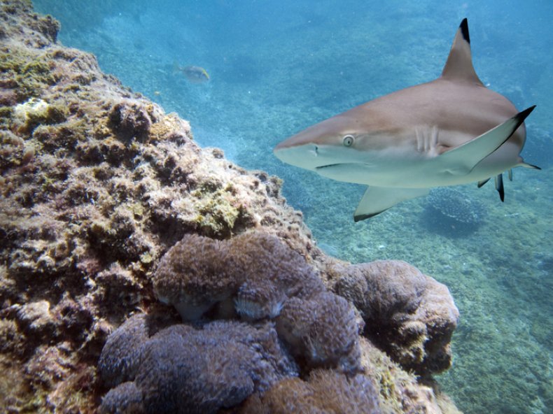 Shark (Stock)