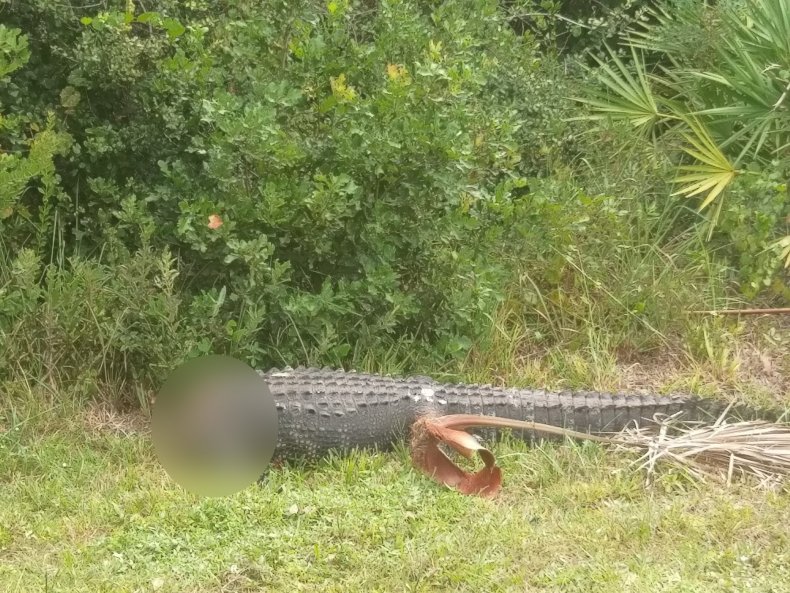 Decapitated alligator found in Florida