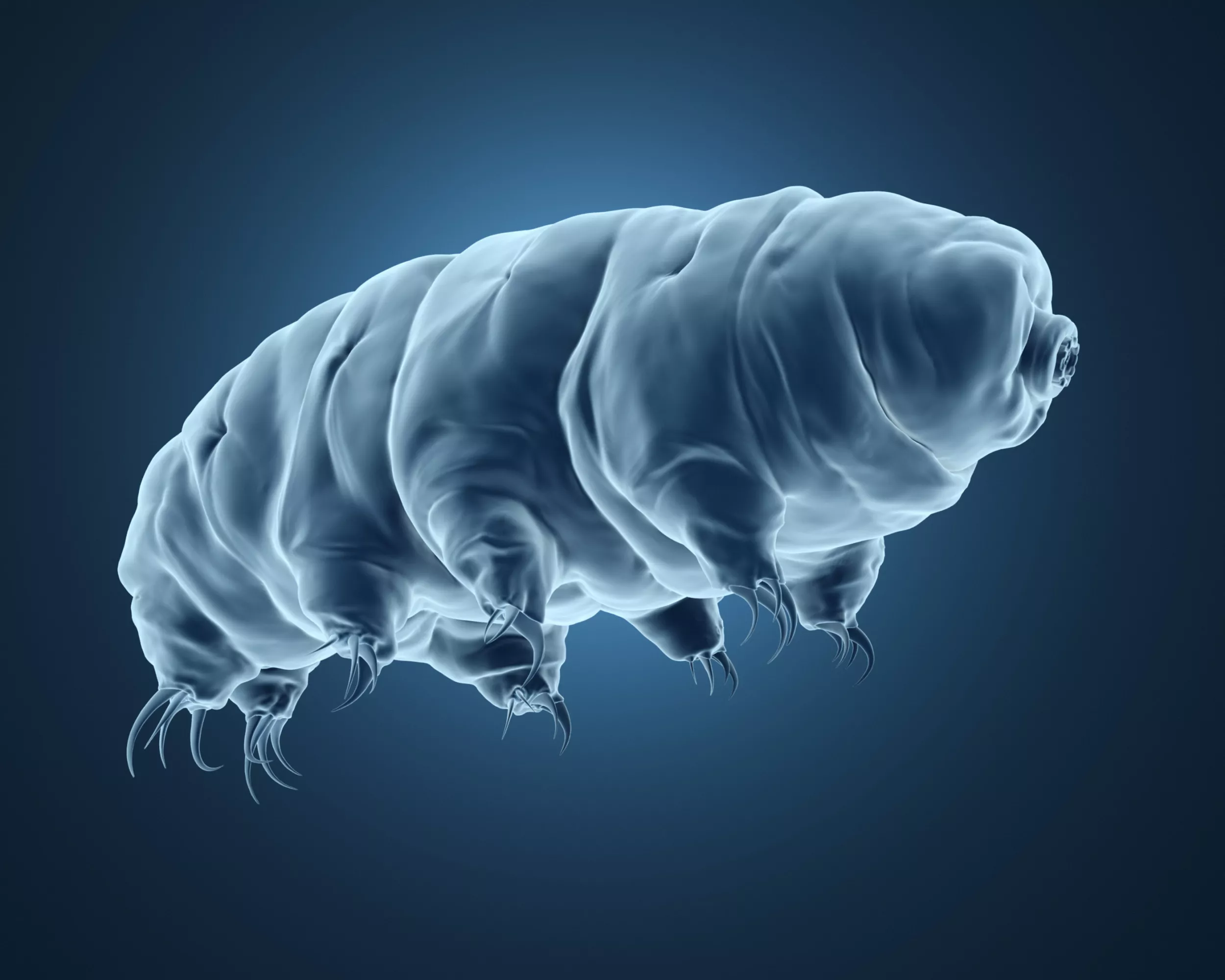 Medically accurate model of a tardigrade or water bear.