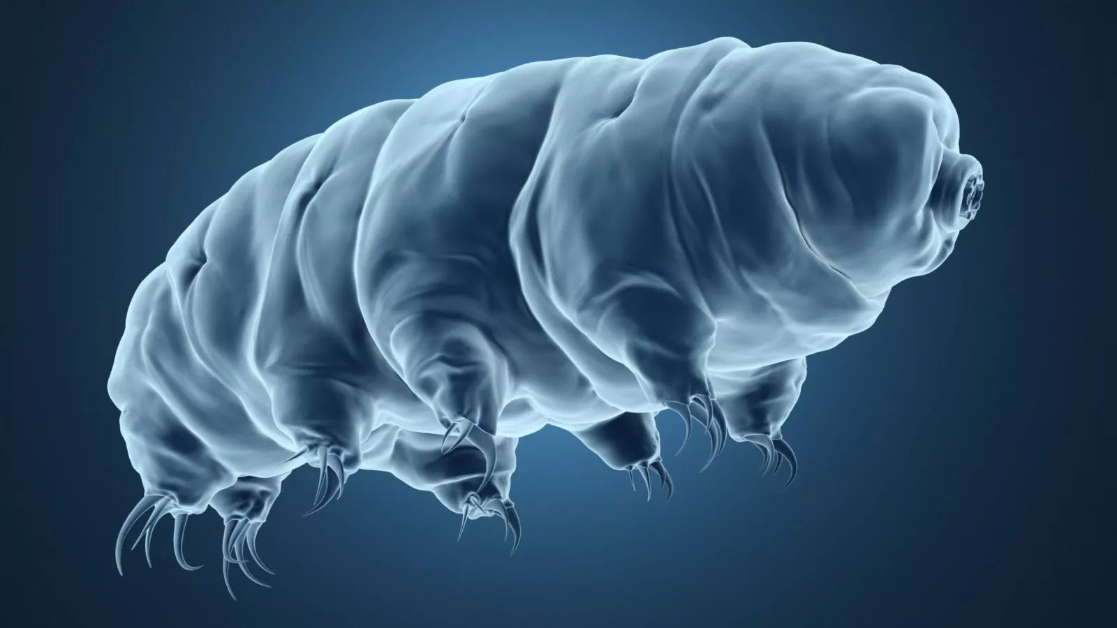 Researchers Finally Discover Why the Water Bear is Almost Indestructible Medically accurate model of a tardigrade or water bear.
