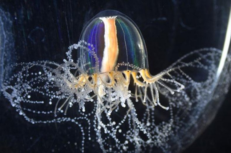 Cladonema jellyfish