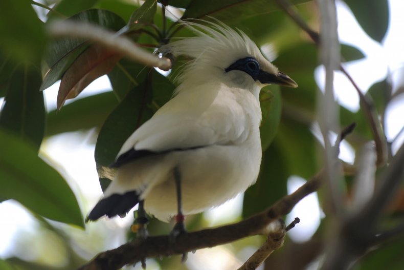 Bali starling