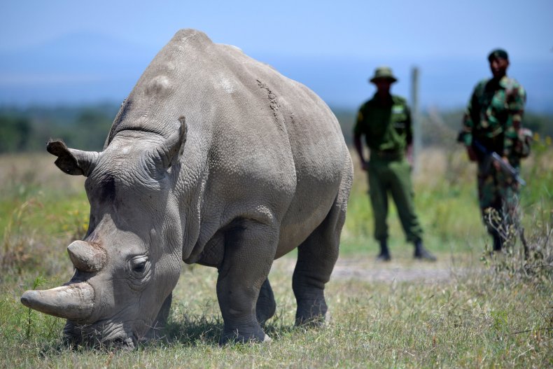 rhino kenya