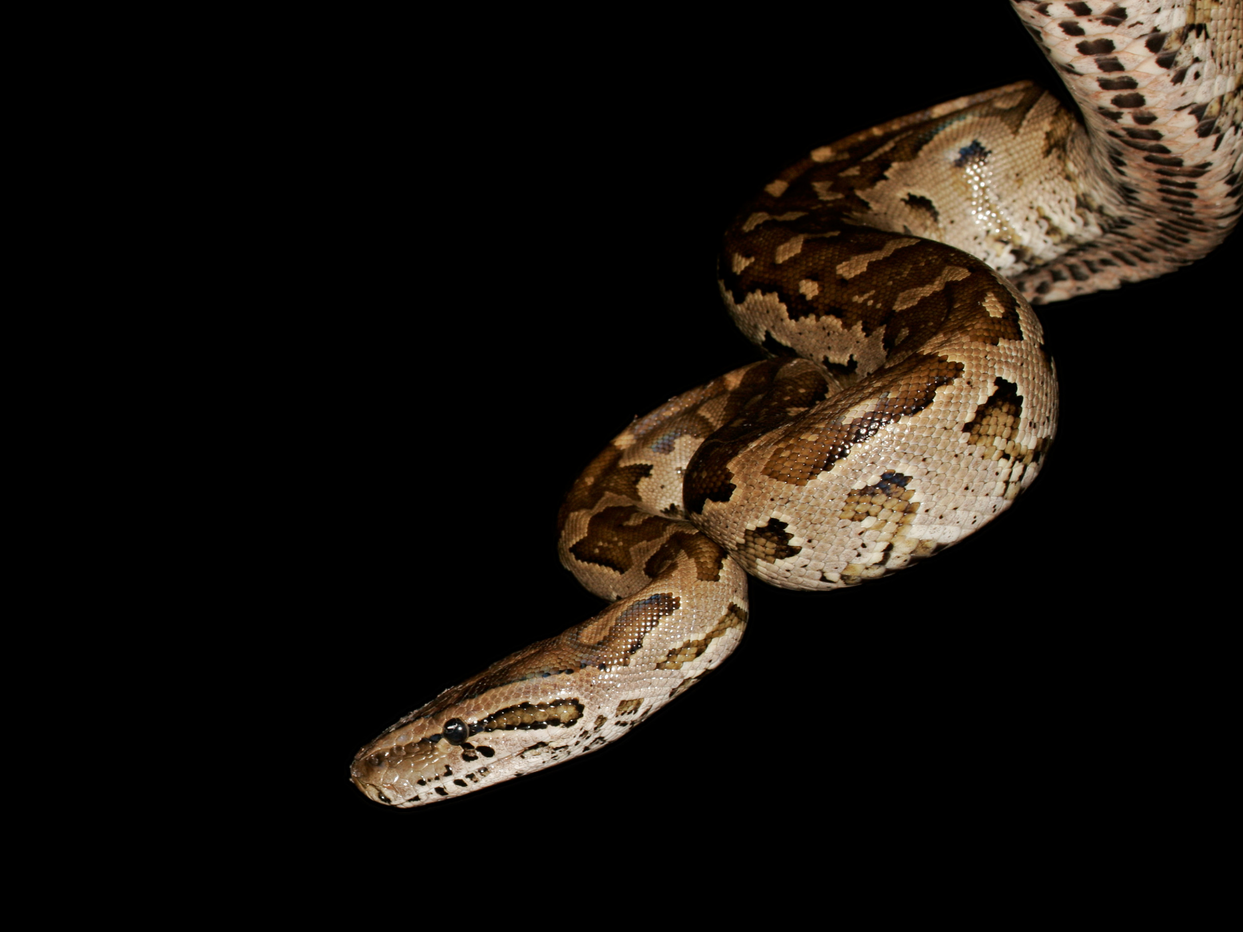 Python Attacks Car Tourists Flee In Fear That Thing Is Crazy   Southern African Rock Python 