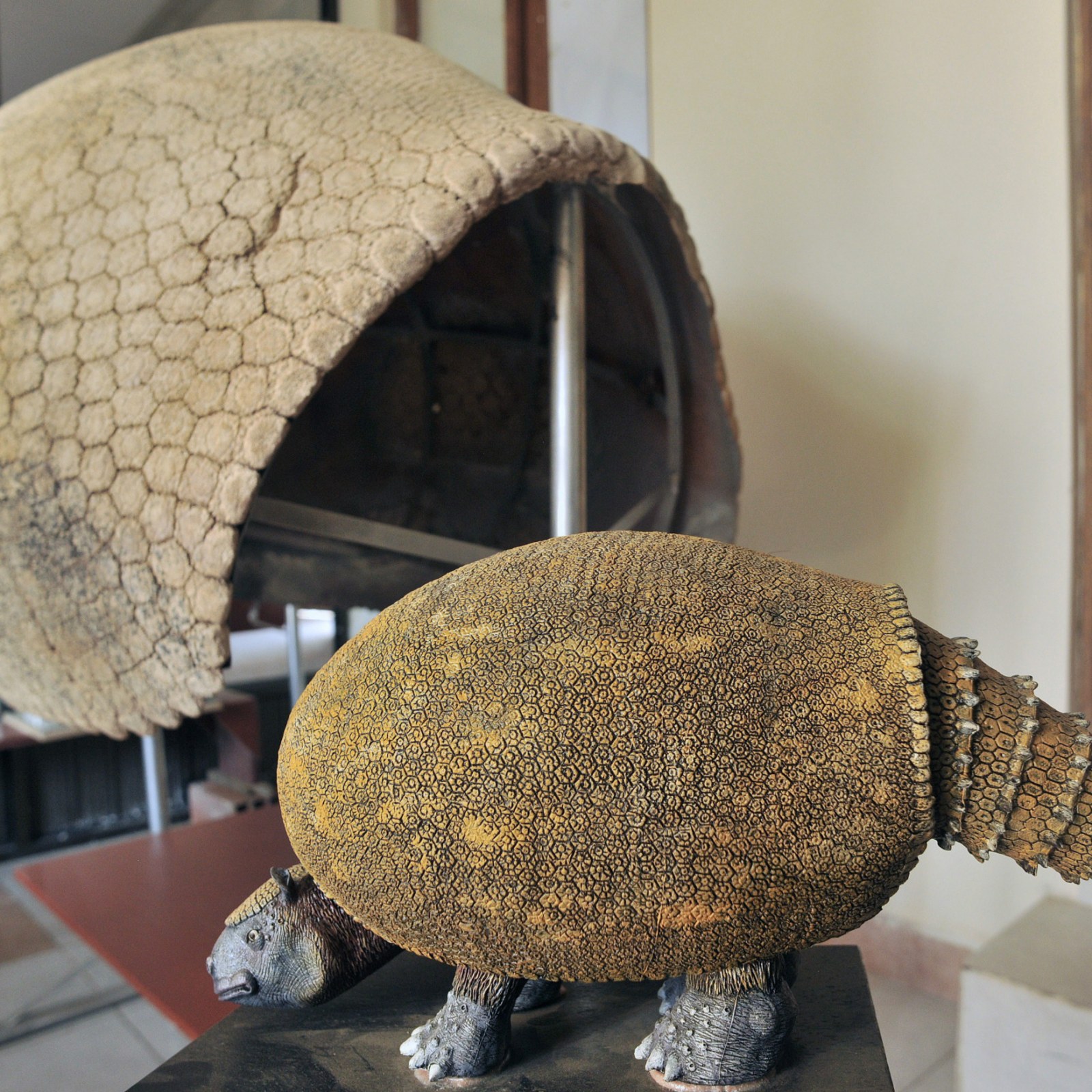 Armadillo Shell