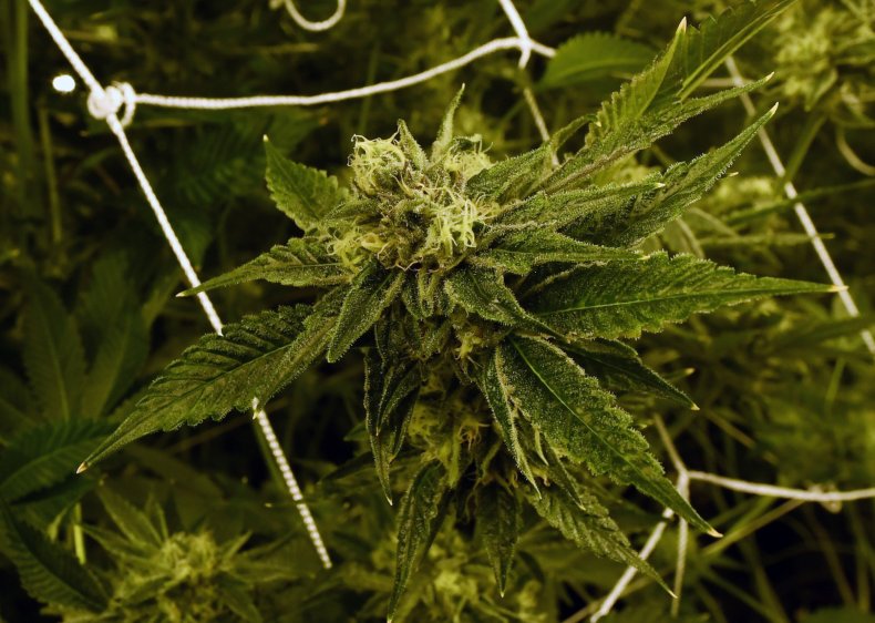 Marijuana cultivation Nevada