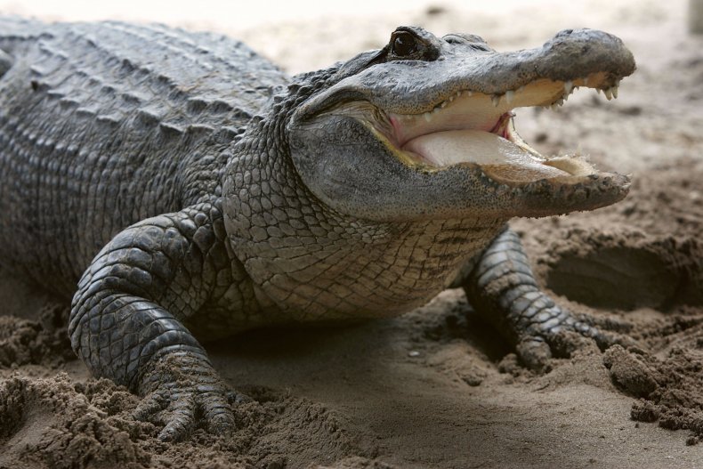 alligator, reptile, florida, gator park, florida everglades,getty