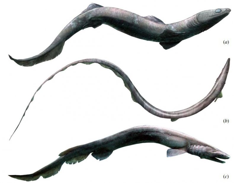 Phoebodus shark
