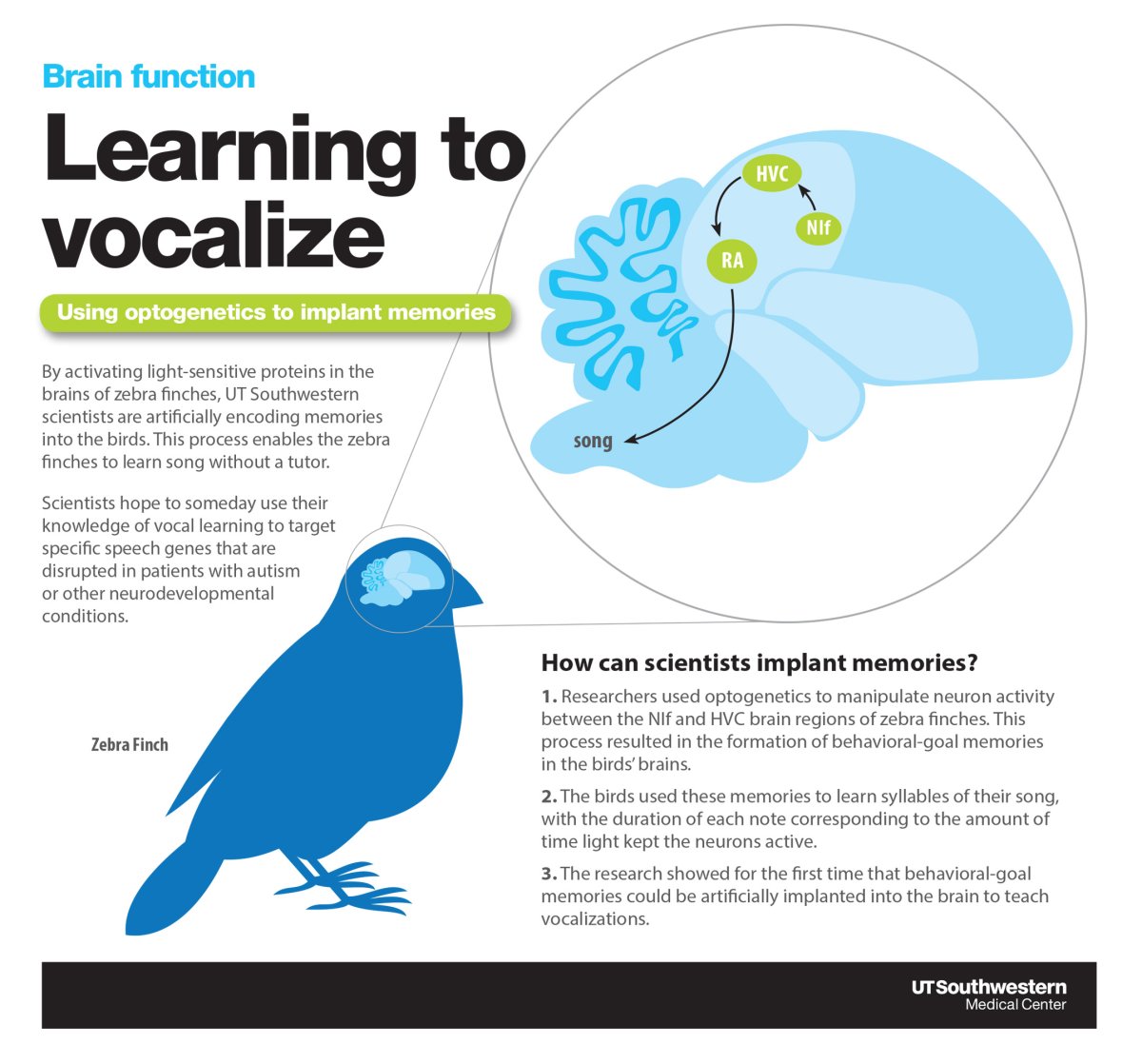 Memory Bird Scientists Have Implanted Memories Into Bird Brains - Newsweek