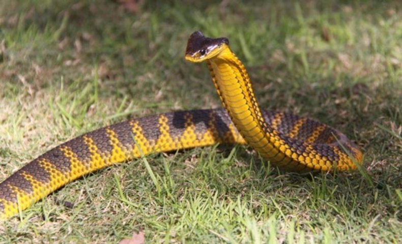 File photo: Tiger snake