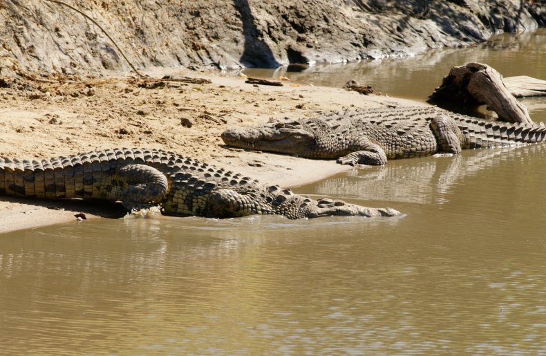 Nile crocodiles