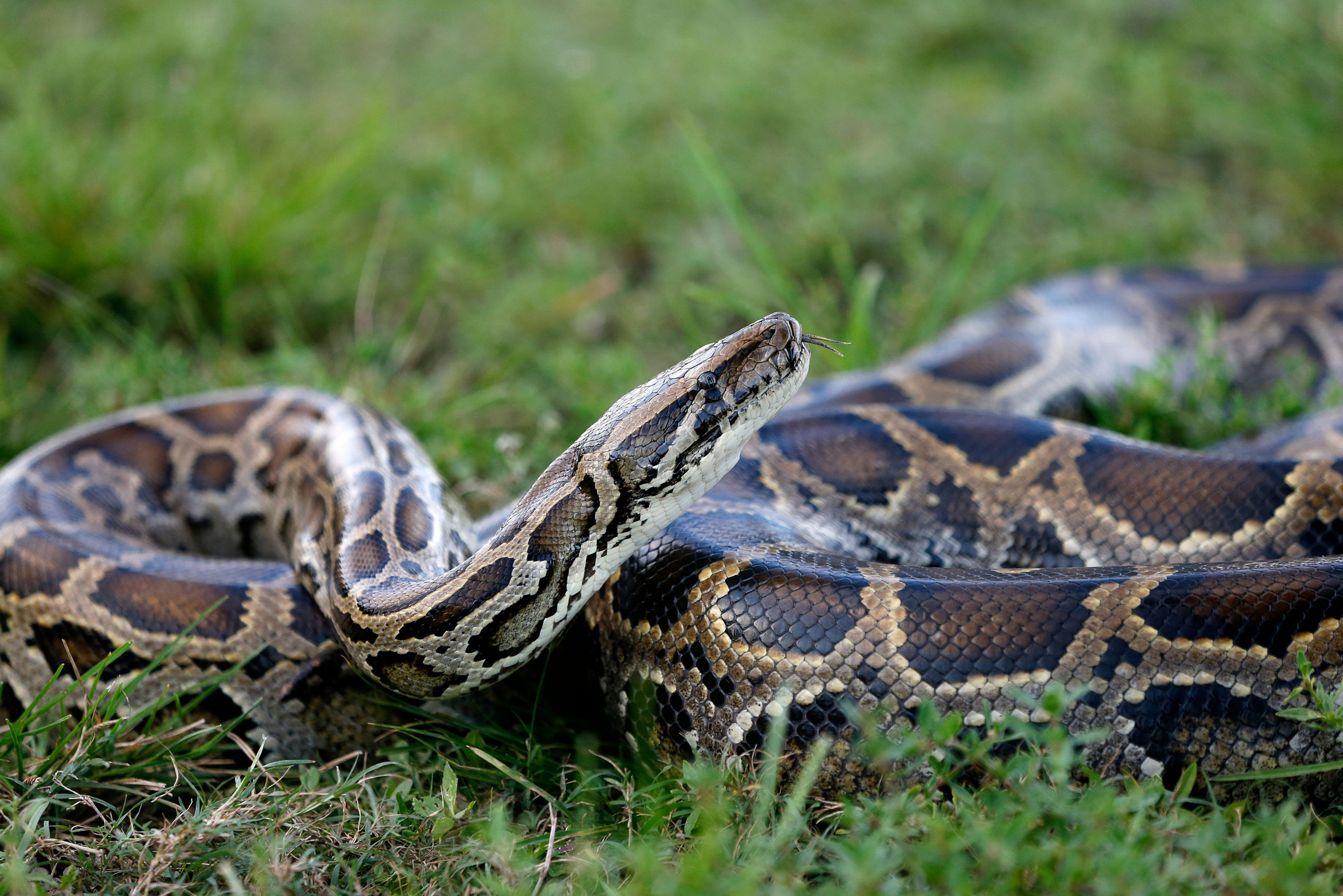 Enormous 18-Foot Burmese Python Captured in Florida, Second-Largest ...