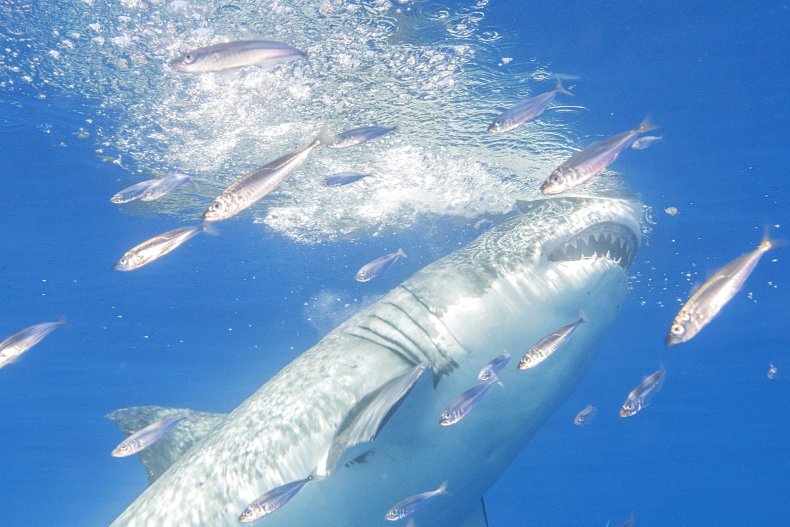 White Shark