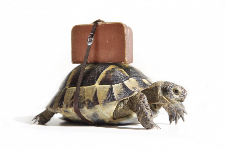 tortoise with a suitcase