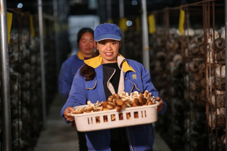 Mushrooms China