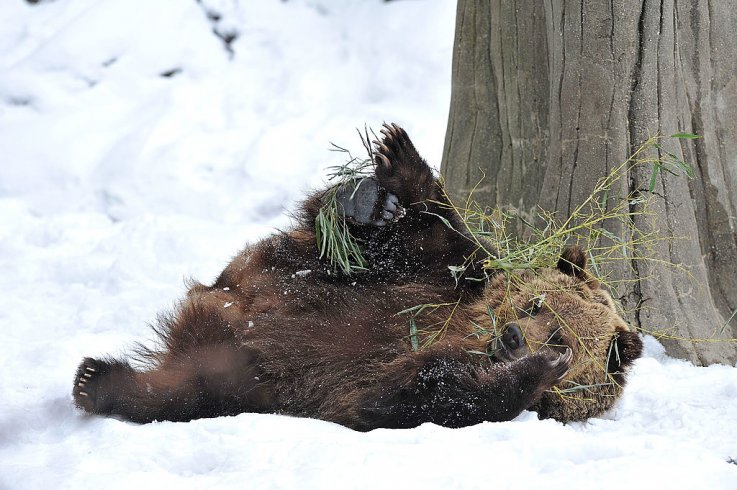 Bear Here's Everything You Need to Know About Fat Bear Week