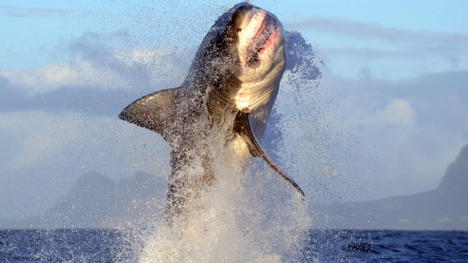 For Richmond man, great white shark is catch of a lifetime