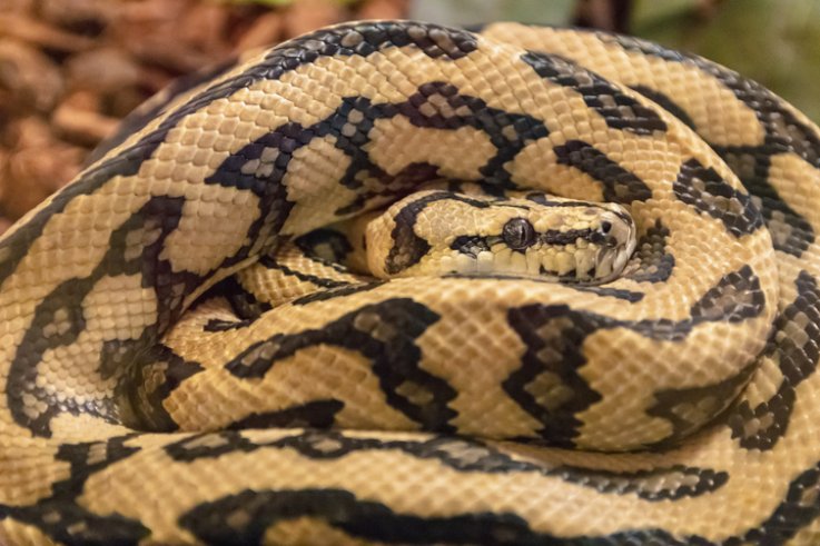 File photo: Eyes of the boa snake File photo: Eyes of the boa snake
