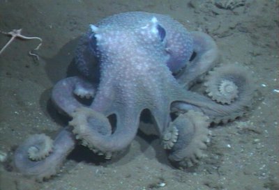 warty octopus