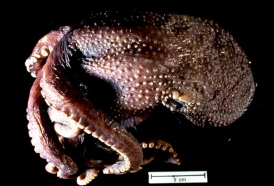 warty octopus warty octopus