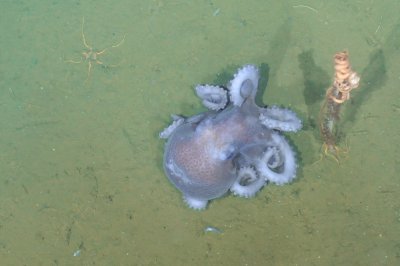 warty octopus warty octopus
