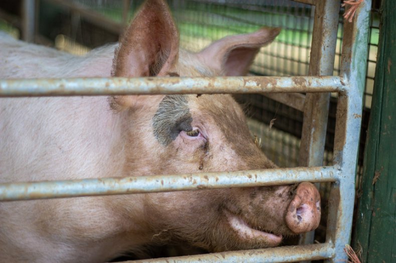 Adult pig