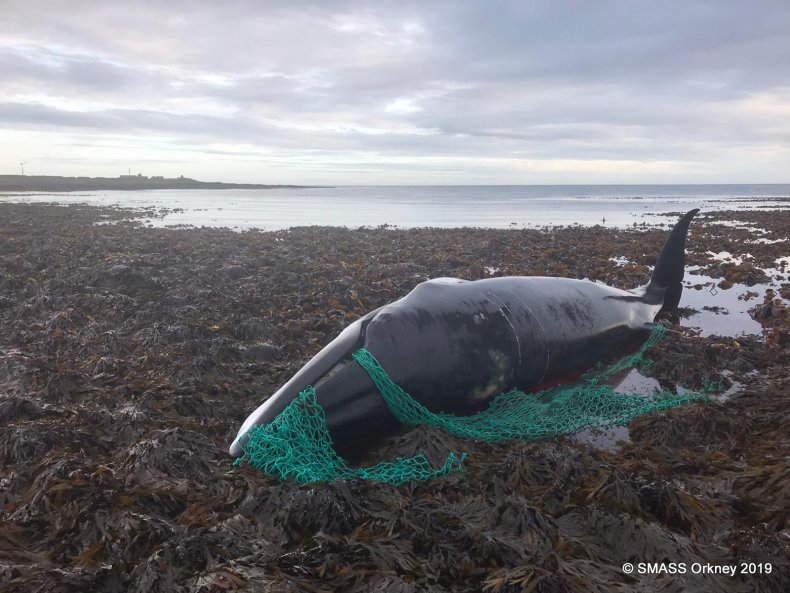 Minke Whale Stranded