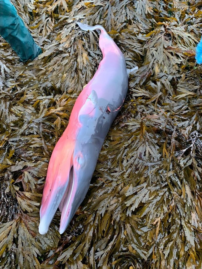 Minke Whale Fetus