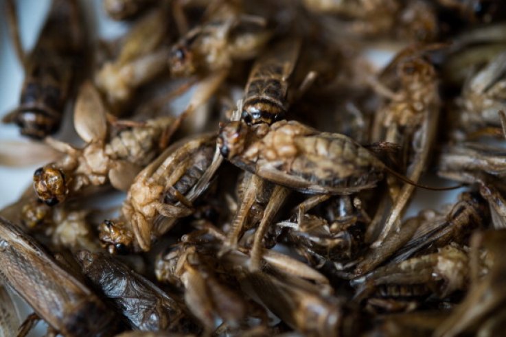 Crickets Crickets