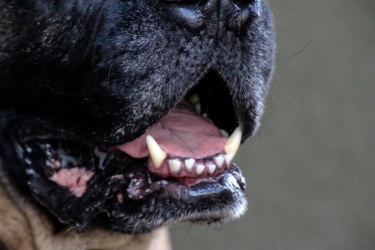 file photo of mastiff's mouth file photo of mastiff's mouth
