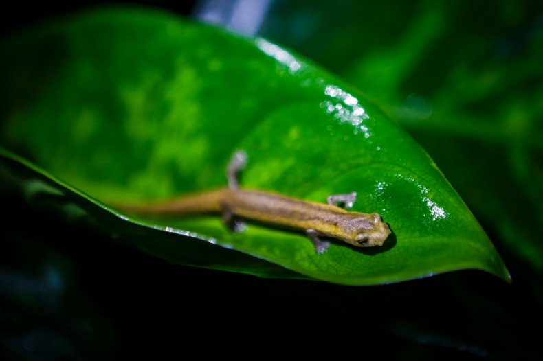 Mombacho salamander