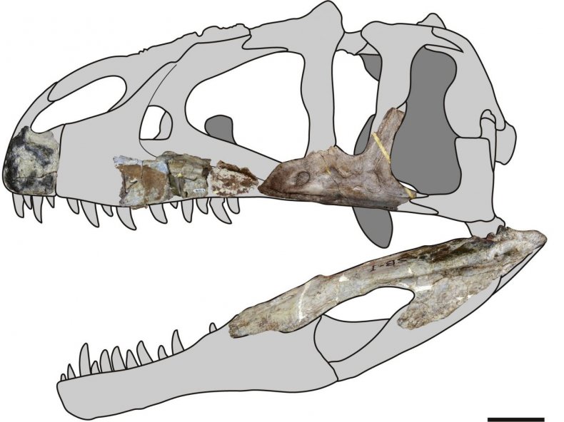 Siamraptor skull reconstruction.