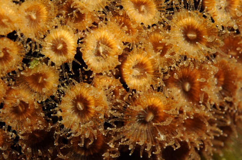 coral, Cladocora caespitosa