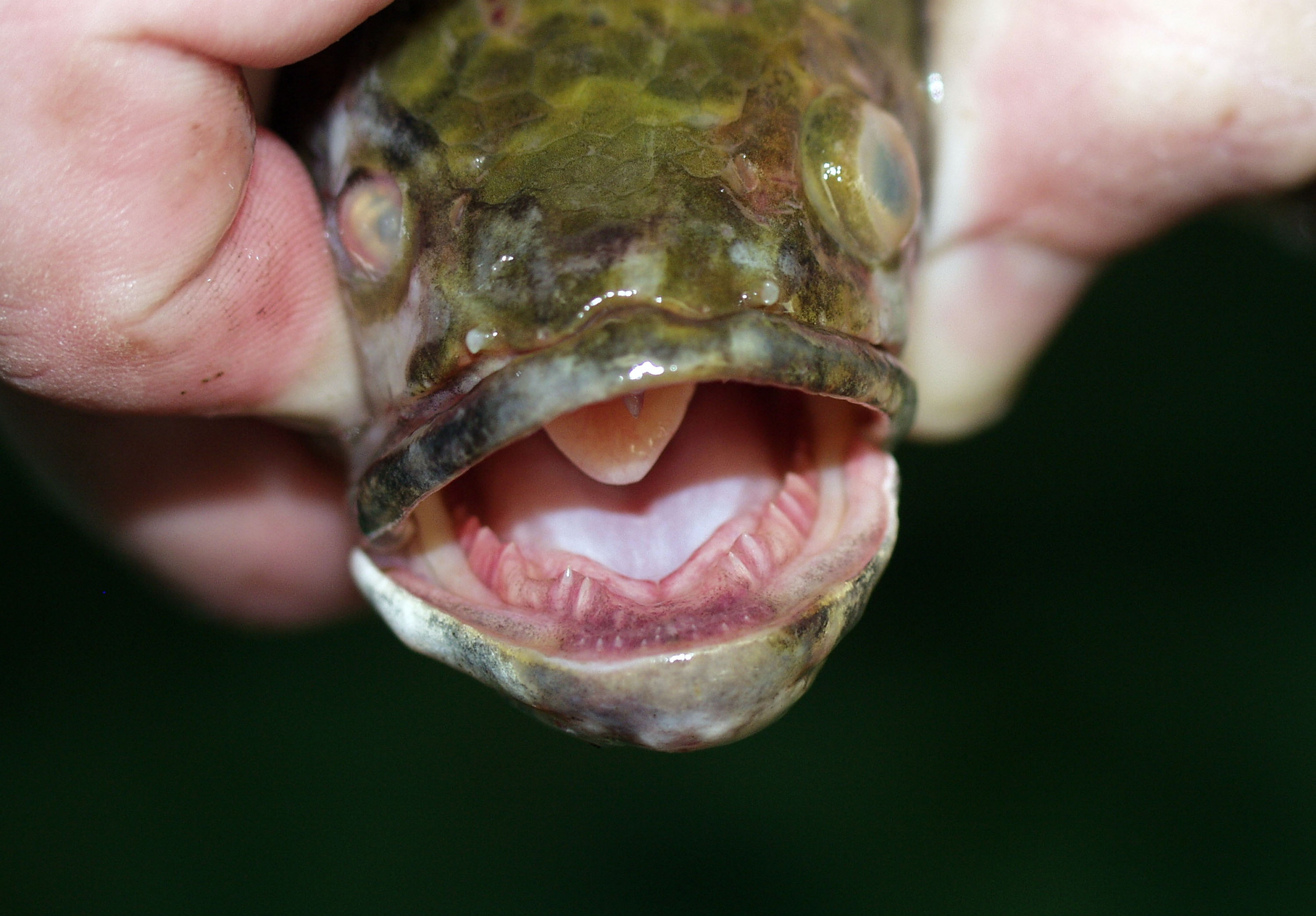 facts about snakehead fish