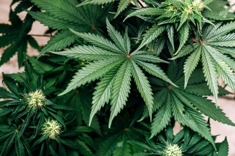 marijuana, growing, black market, legal pot